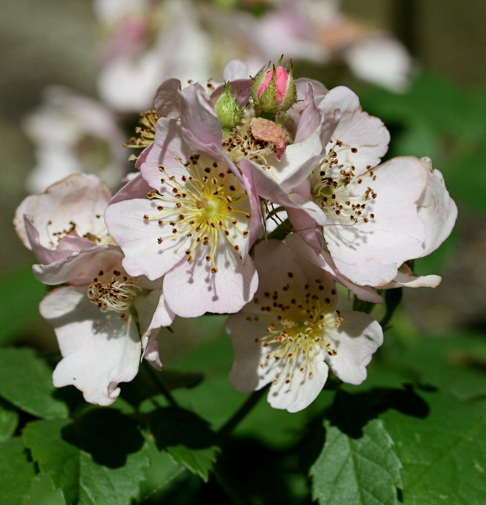 Whitish pink flowers with green leaves and yellow centers