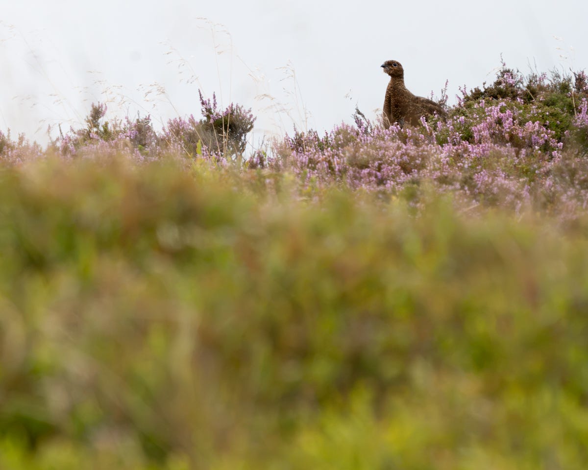 A brown speckled bird with a solemn expression looks downhill towards the viewer A brown speckled bird with a solemn expression looks downhill towards the viewer