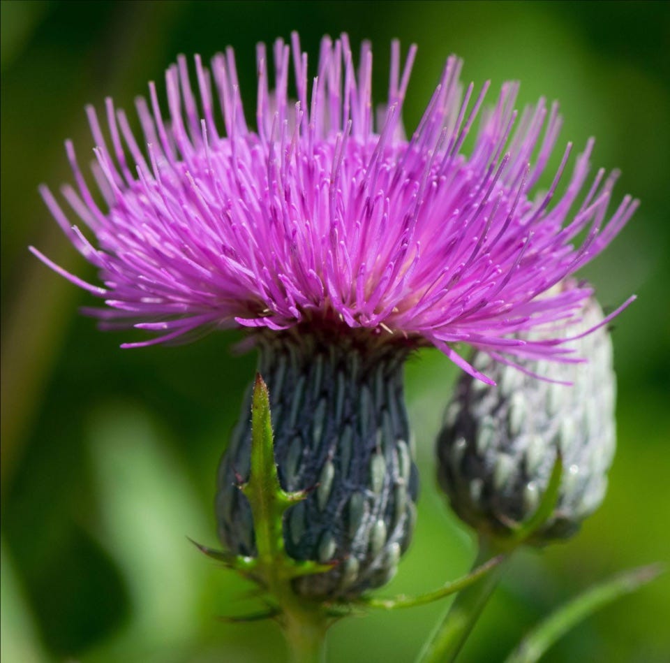 Image of swamp thistle Image of swamp thistle
