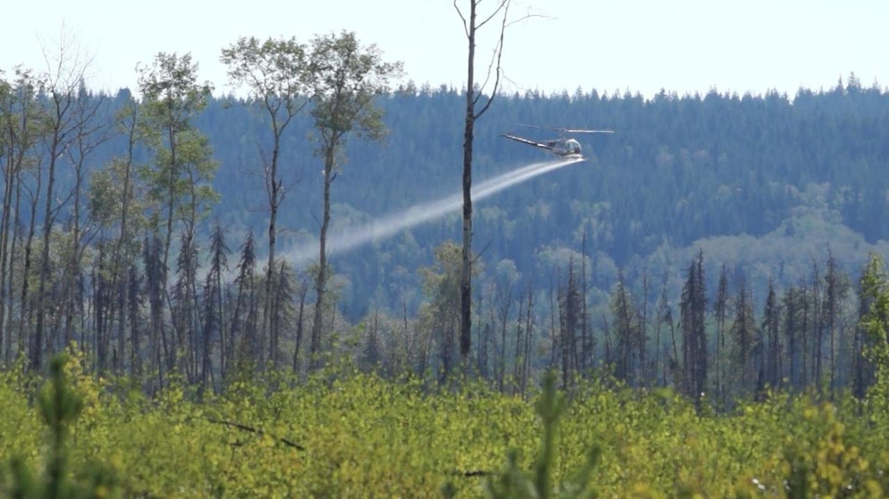 Grooming forests could be making fires worse, researchers warn | CBC News