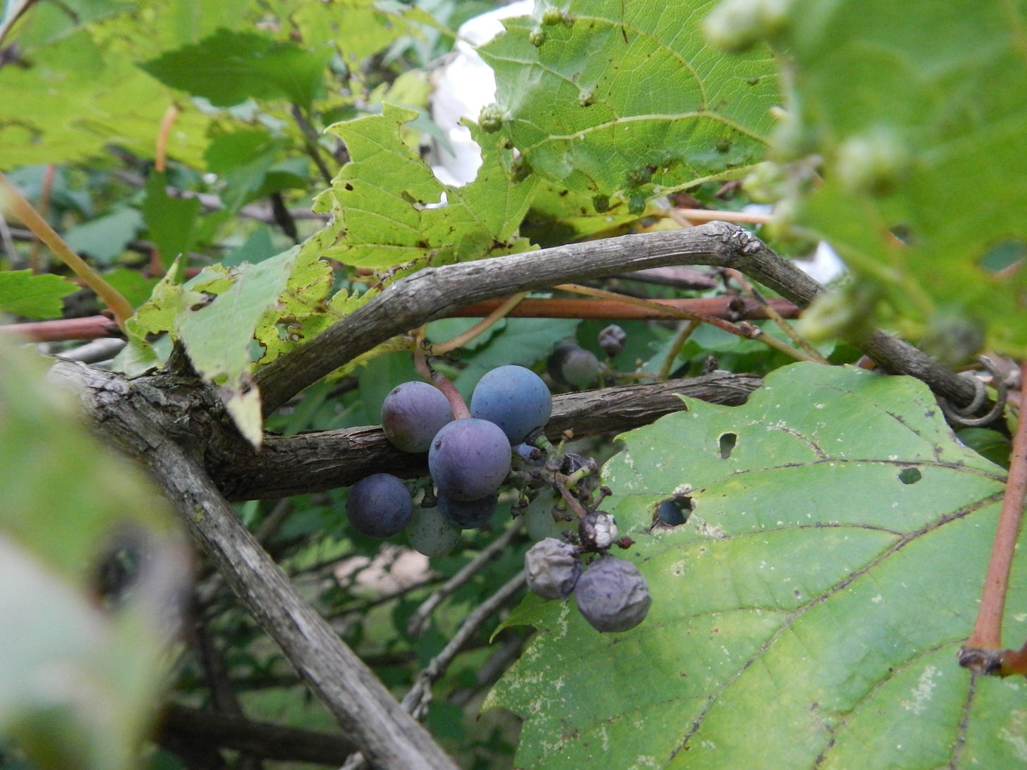 Wild grapes; about the size of a smallish blueberry