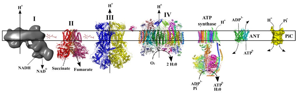 The protein structures of the electron transport chain of the mitochondrion. These complex structures harvest energy and pump protons so that AdP can be recycled back to ATP. The protein structures of the electron transport chain of the mitochondrion. These complex structures harvest energy and pump protons so that AdP can be recycled back to ATP.