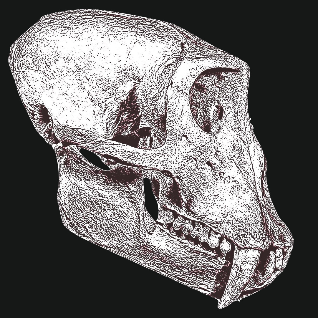 primatologica logo