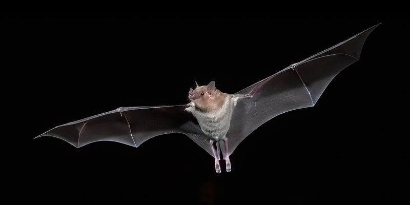 20210912-Bats-1361-Edit-3-Edit.jpg