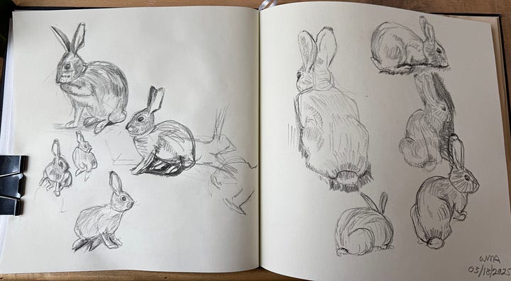 Sketches made from photos taken of cottontail rabbits in our New Mexico yard.