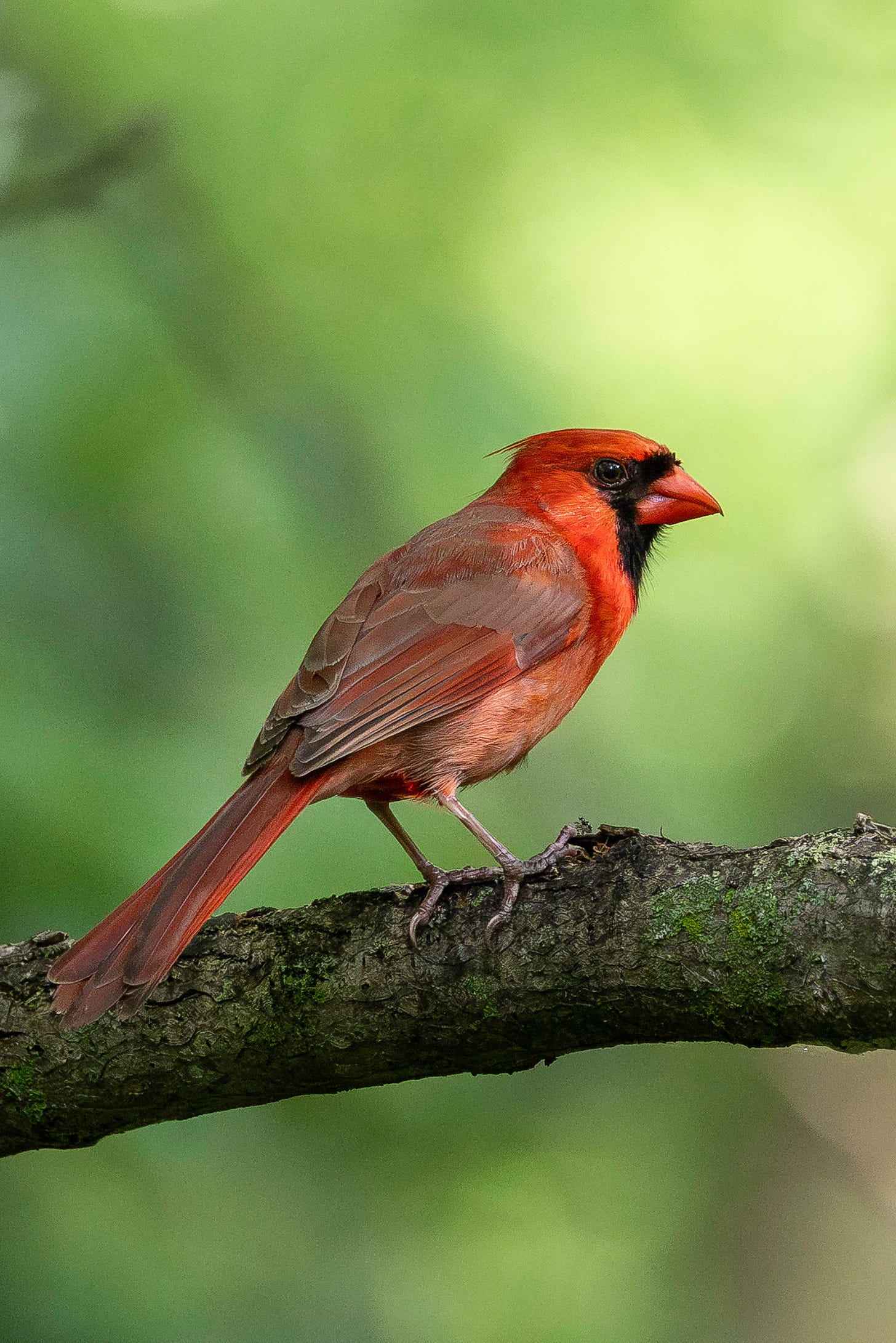 A scarlet-red bird with a red beak, brown eye and black "mask" on his face is perched on a mossy branch in front of blurred green foliage on a sunny spring day.