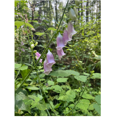 A group of purple flowers on a plant

AI-generated content may be incorrect.
