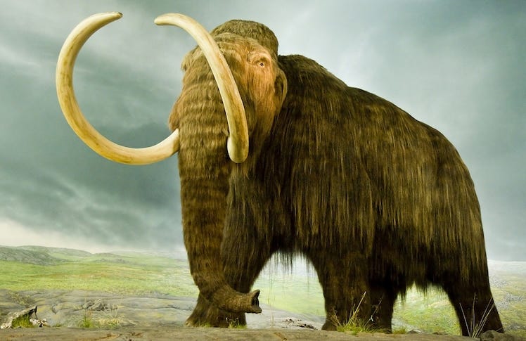 Woolly Mammoth | National Geographic Kids