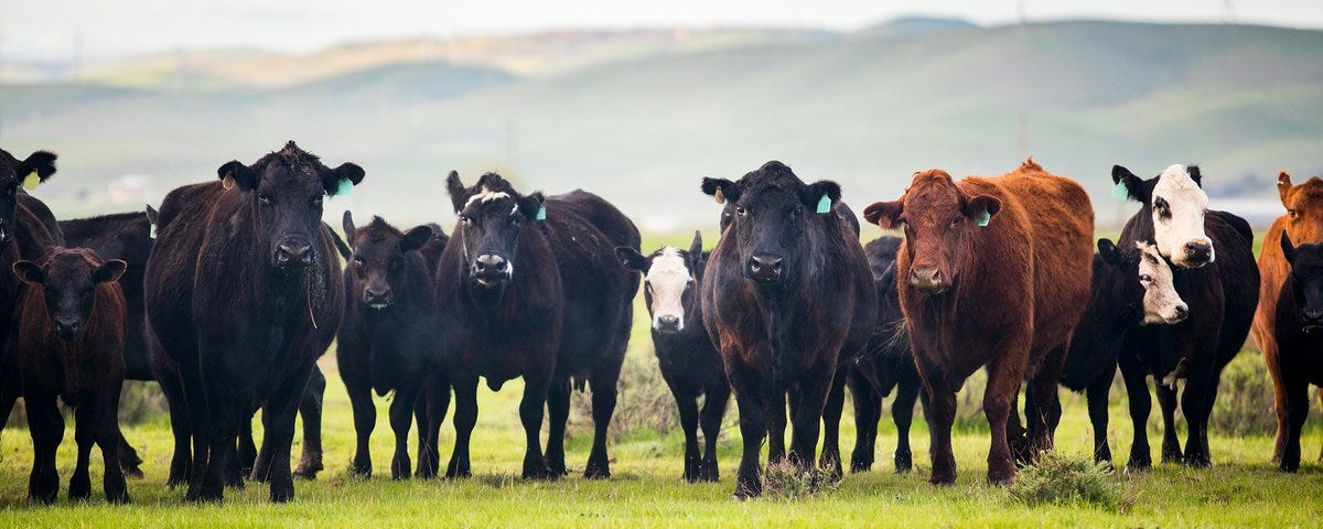 Replacing Brazil, Not US Ranchers: Trump's Case to Switch to Argentine Lean Trimmings