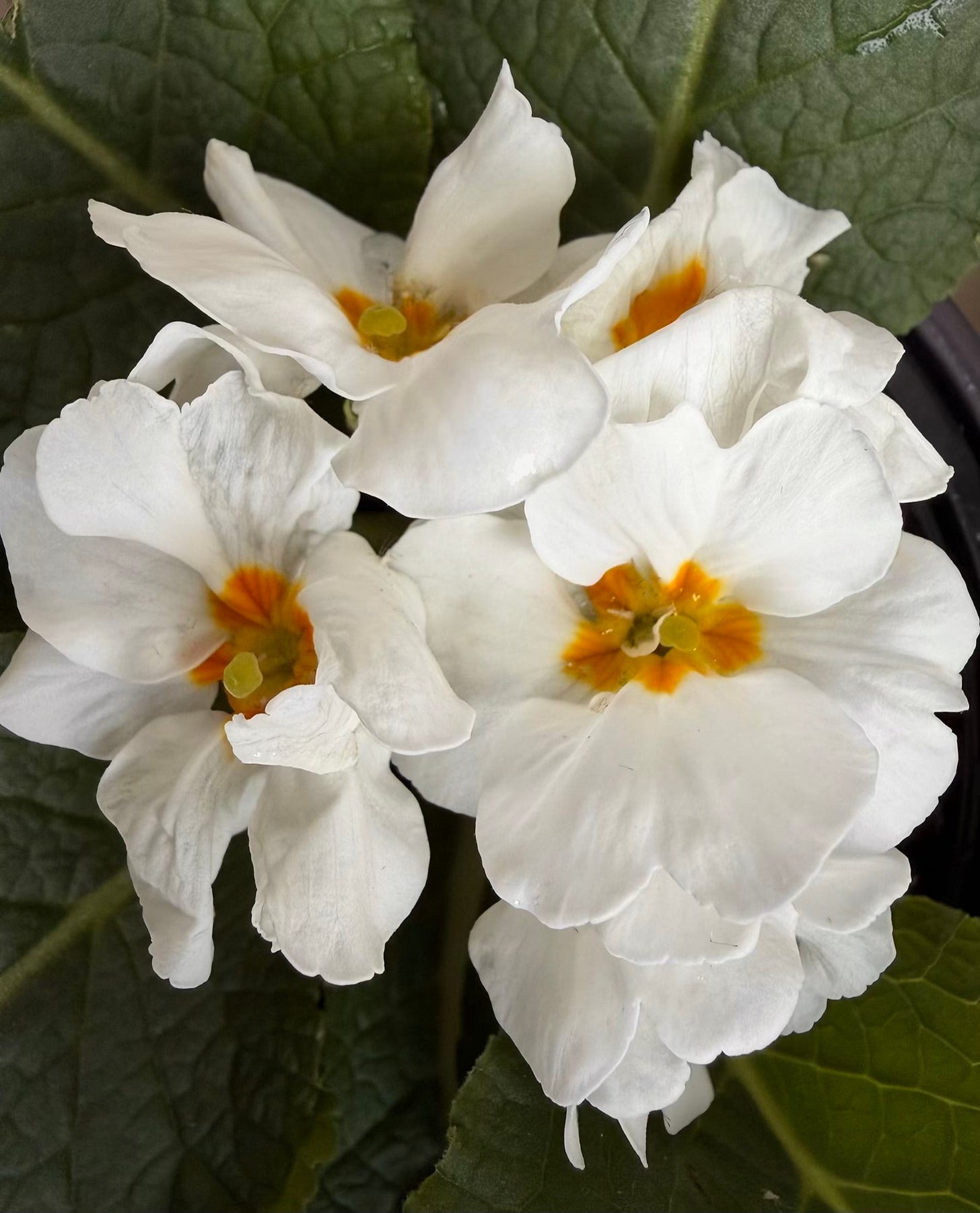White Primroses White Primroses