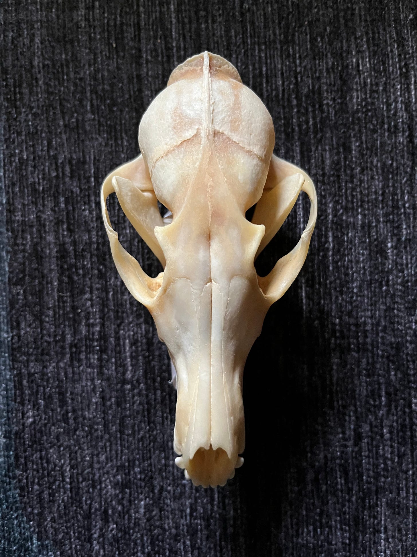 A photo of a small fox skull taken from directly above on a dark blue-black rug. The cranial sutures form a sort of peace sign on the round part of the skull