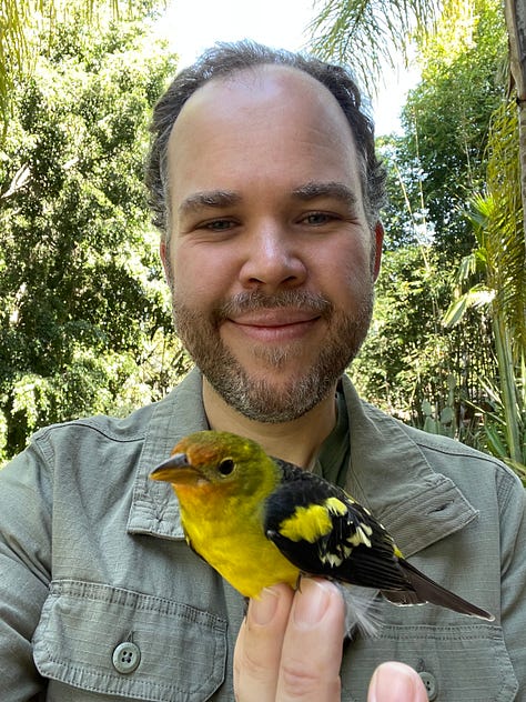 Three photos of birds which have been at our home. One photo is of a Nashville Warbler, one is of a Hummingbird, and one is of a Western Tanager.