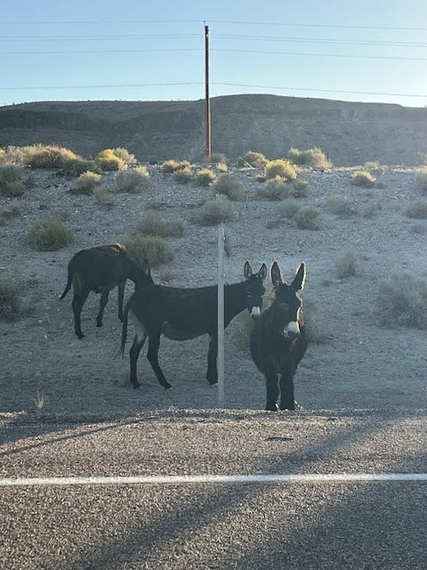 Three donkeys by the side of the road in Goldfield, NV Three donkeys by the side of the road in Goldfield, NV