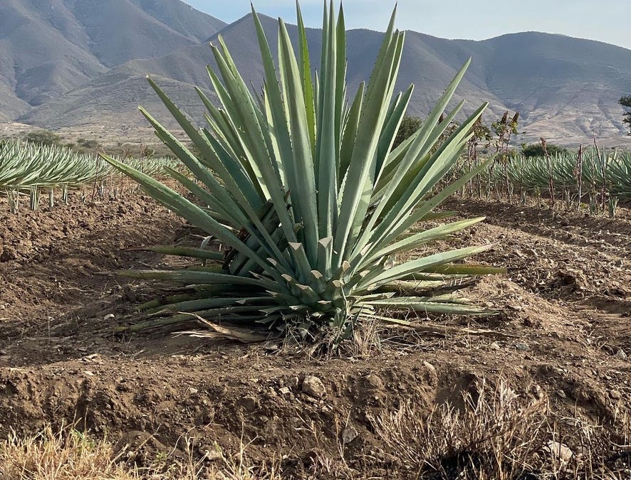 In the Agave Fields - by Jacob Dean - A Year in Oaxaca