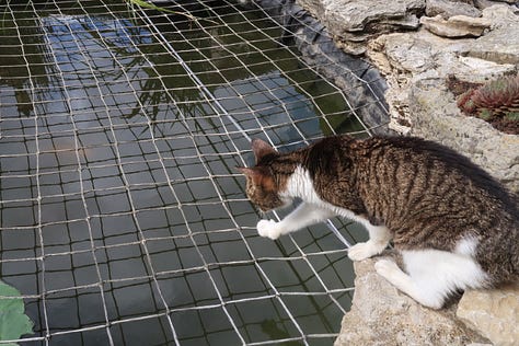 A tabby and white cat is shown in the car, exploring the grass and a pond, eating with a mountain view in the background.