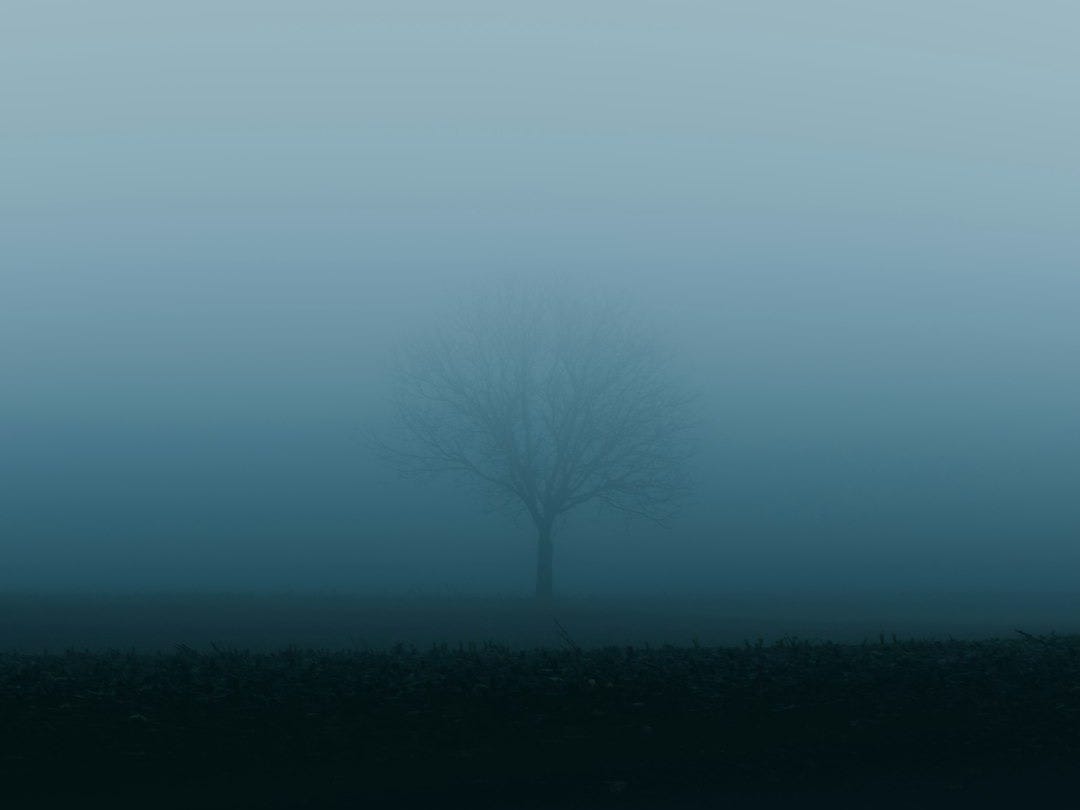 a lone tree in the middle of a foggy field
