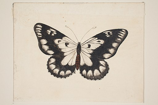 -Butterfly-_(48753792542).jpeg -Butterfly-_(48753792542).jpeg