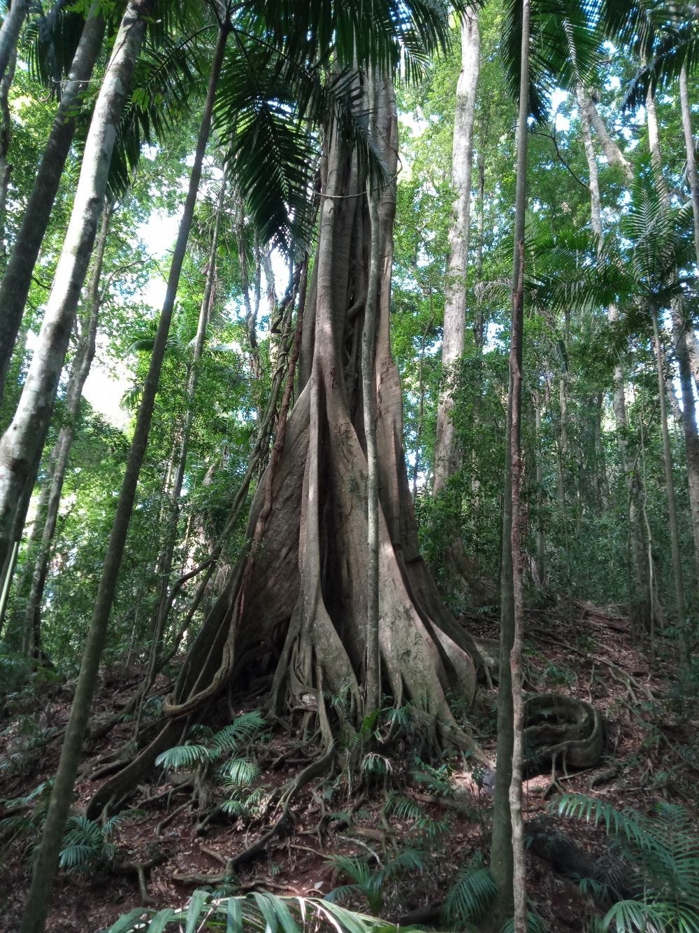 Ficus watkinsiana [Strangler - Buttress - ATLAS - F.M. Bailey 2020].jpeg