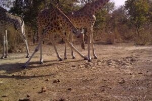 Giraffes