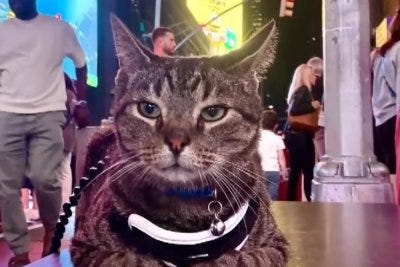 Cat stows away for 100 miles atop family's vehicle