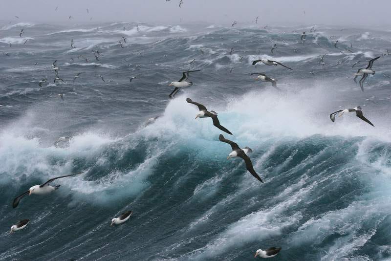 Photo of sea birds wheeling over towering, breaking grey waves all the way to the horizon.