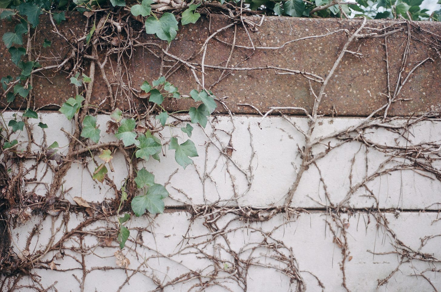 Ivy Vines on a Stone Wall Ivy Vines on a Stone Wall