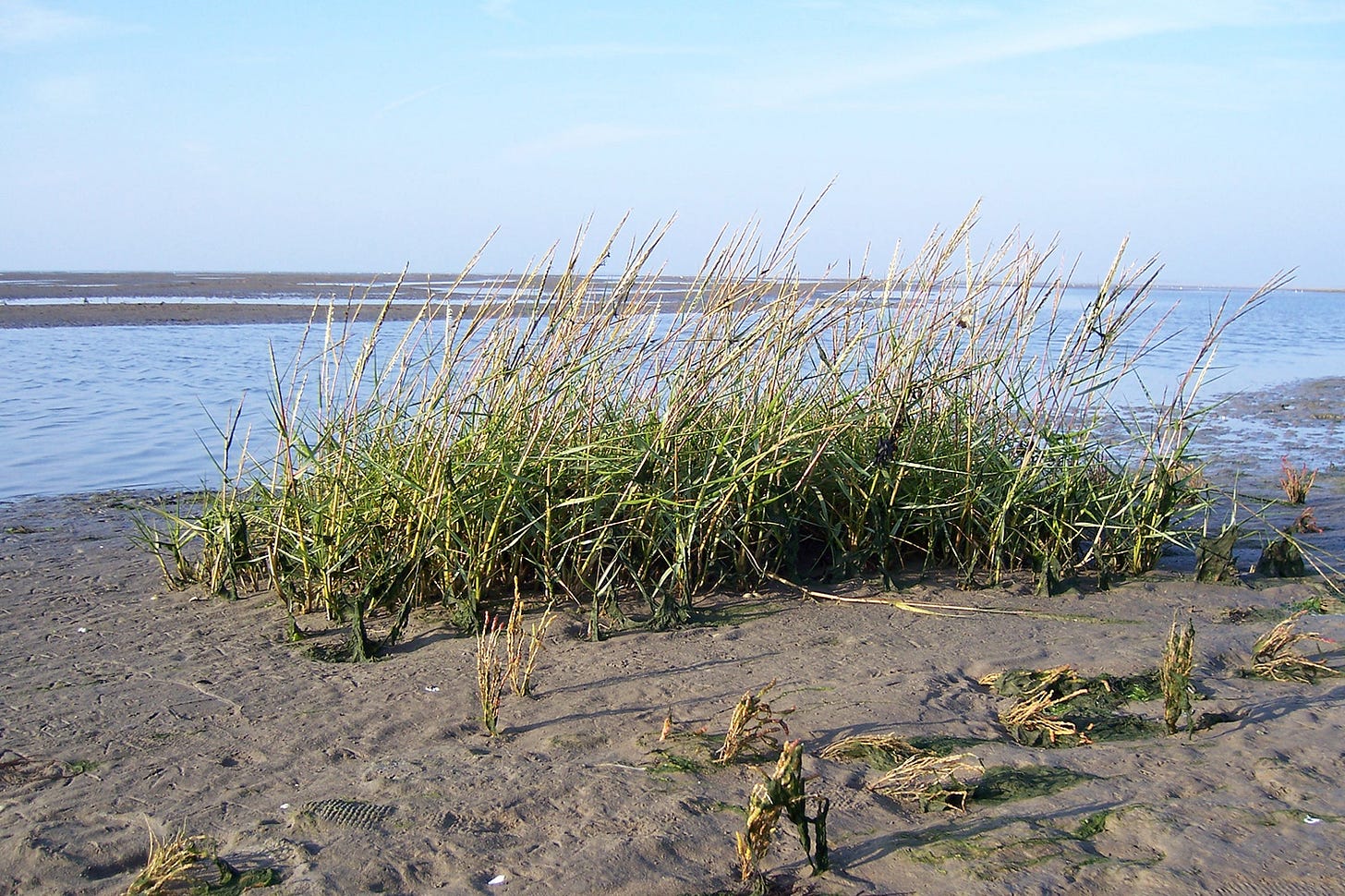 Sea grass growing on the sand near water