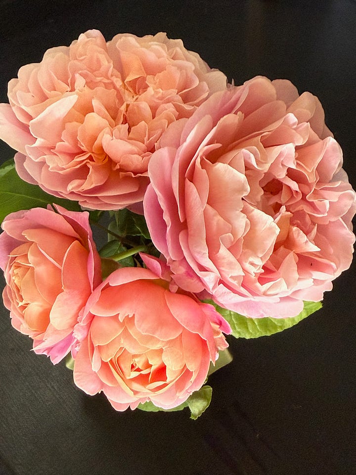 Eustacia Vye David Austin rose Watercolor