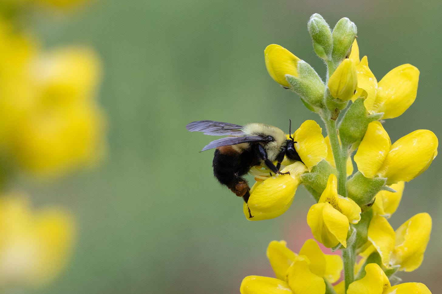 Columns of yellow pea flowers, one of which is being visited by a fuzzy yellow and black bumblebee who also has a brown stripe - like a brown belt.