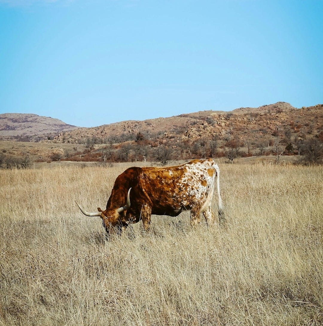 brown animal on brown grass field during daytime