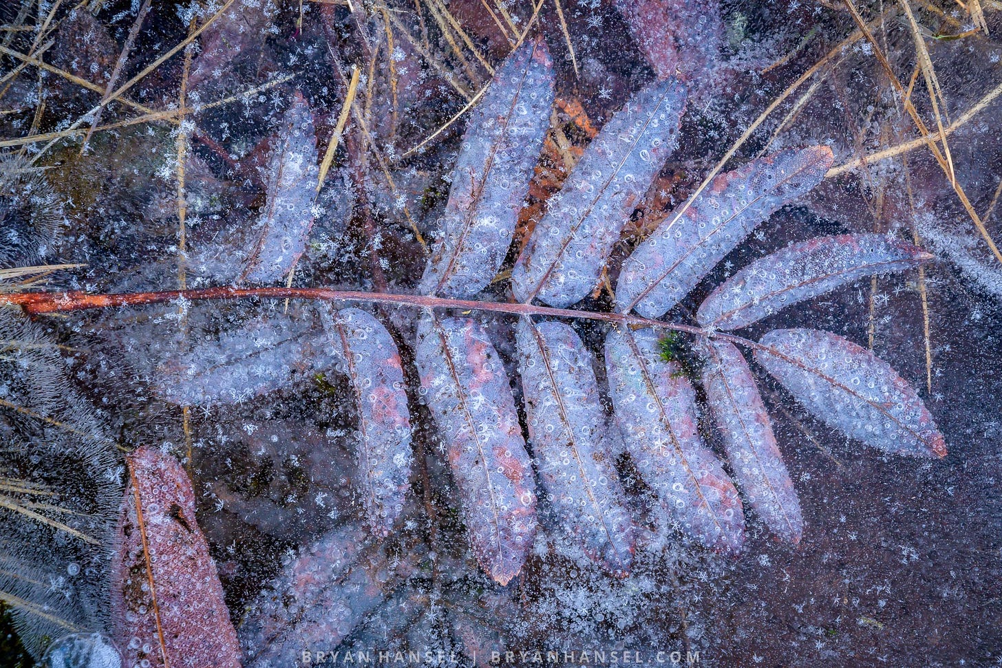 a mountain ash leaf frozen in a wave pool