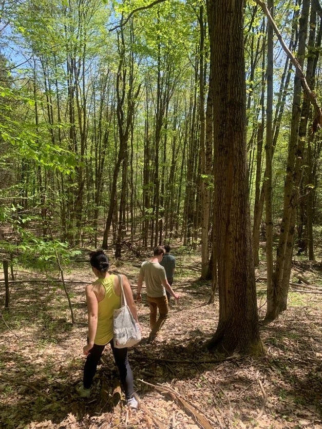 Three people hike through a forest down a slope