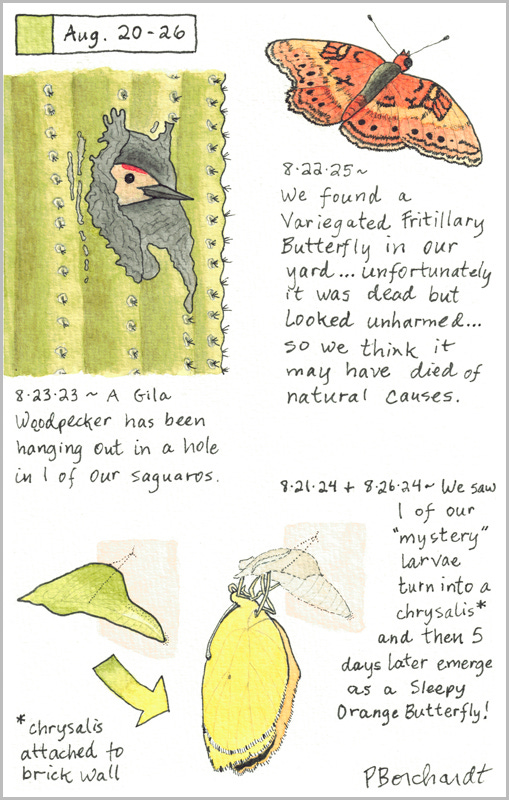 Perpetual Journal, week of Aug. 20-26: Variegated Fritillary Butterfly (2025); Sleepy Orange Chrysalis and Butterfly (2024); Gila Woodpecker peeking out a Saguaro hole (2023)