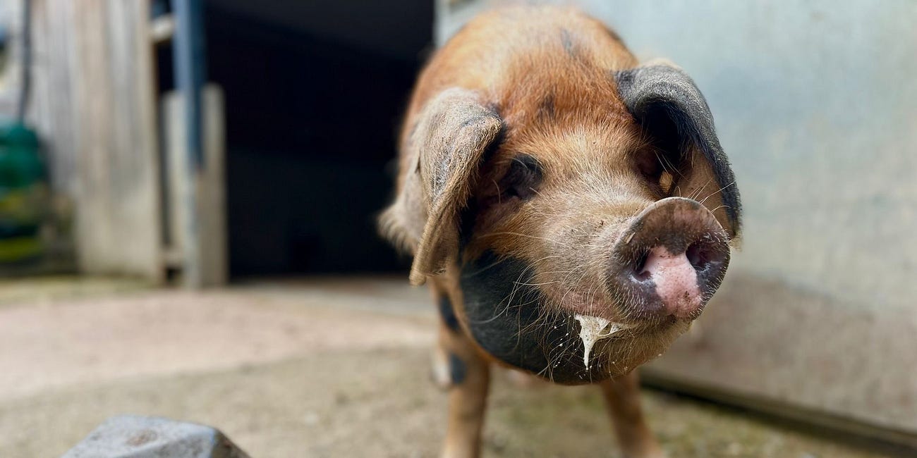 Big birthday present for Ouseburn Farm