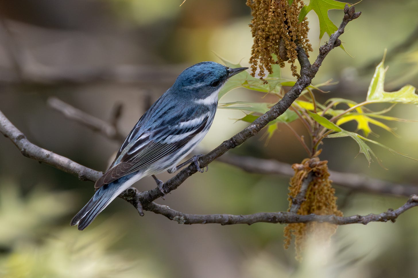 the same bird perched on a twig now facing image right