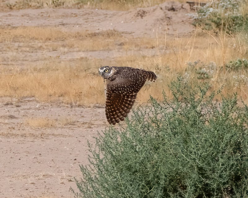 20260825-BurrowingOwl-59-Edit.jpg 20260825-BurrowingOwl-59-Edit.jpg