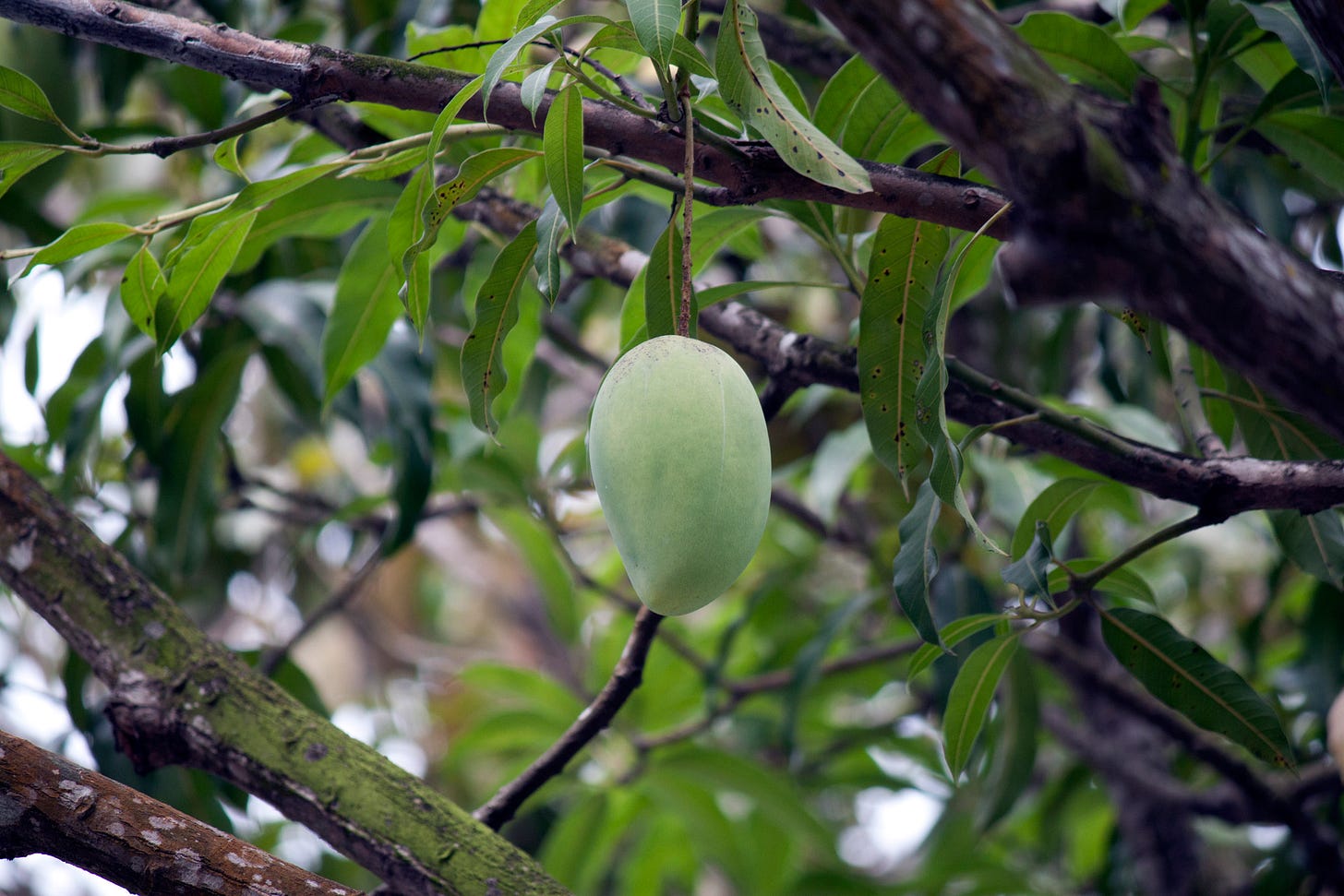 A mango tree.