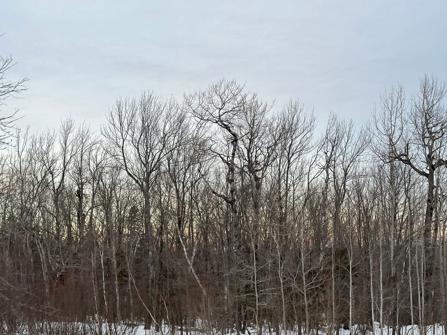 bare trees and the winter sky