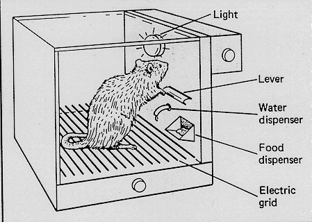 Skinner's Box Experiment (Behaviorism Study) - Practical Psychology
