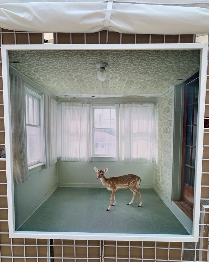 Four images of wild animals in various rooms with all the furniture removed. The most striking one is a picture of a deer standing on a pale green carpet in a white room with gauzy white curtains and a patterned ceiling.