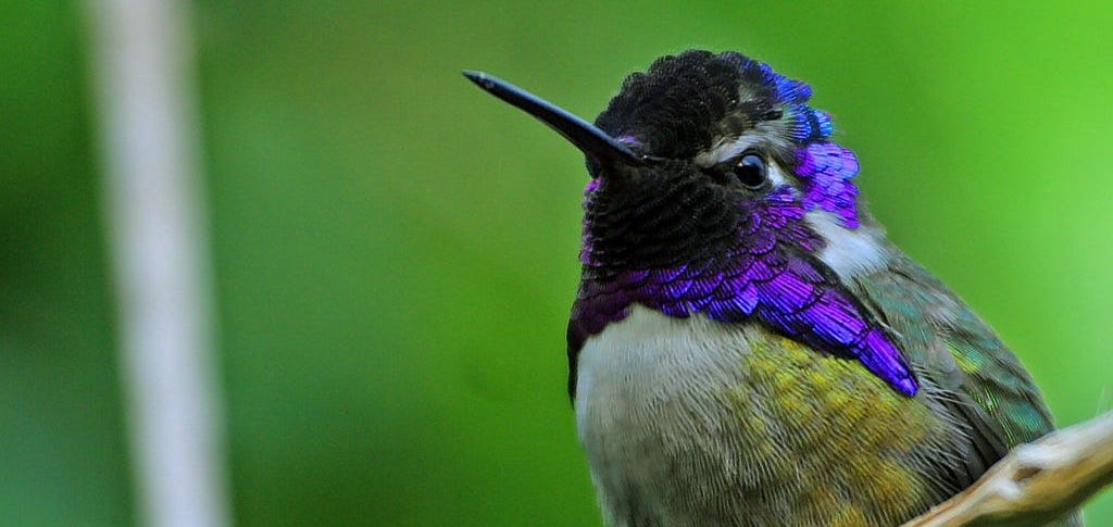 Alexander Verbeek The Planet storytelling about Costa's Hummingbird, picture by Jon Sullivan