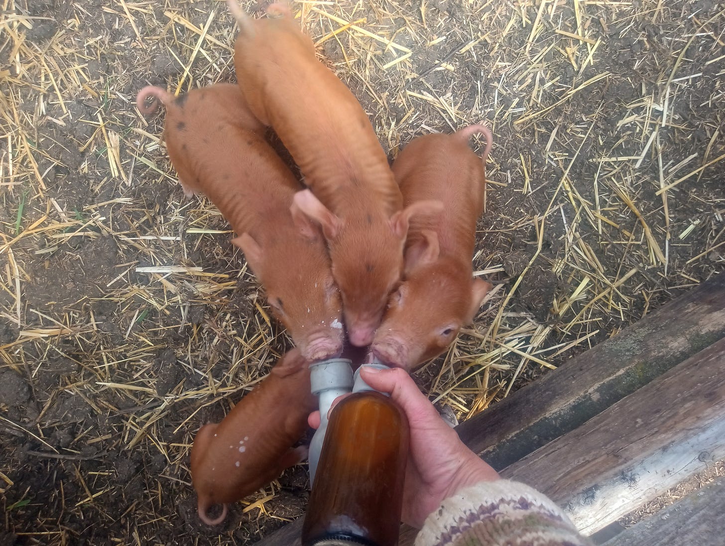 piglets are bottle fed