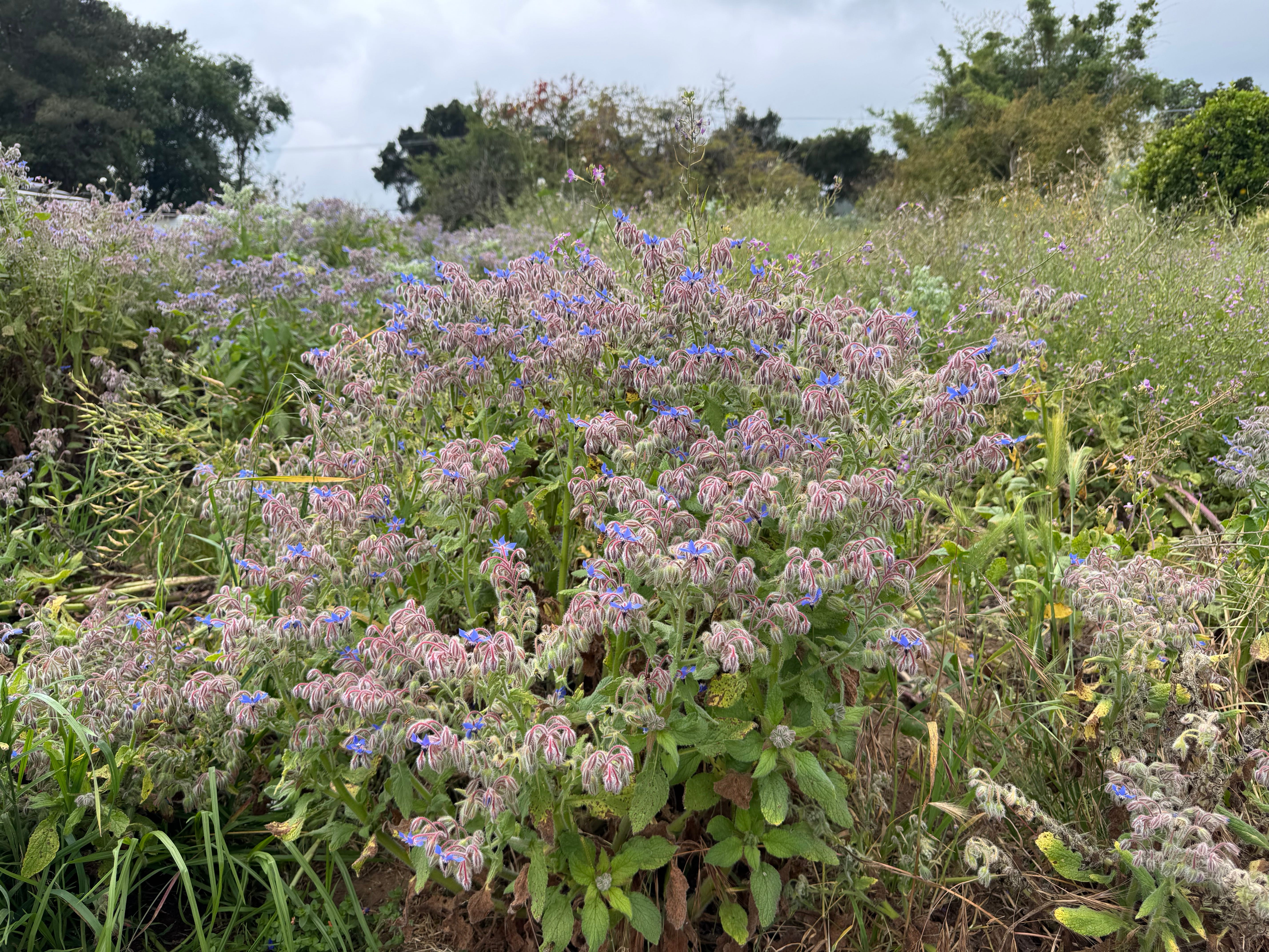 How to Use Borage - by Gillian Ferguson - KCRW's Good Food