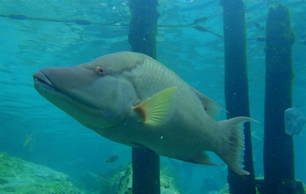OUTDOORS: Recreational Harvest of Hogfish closing