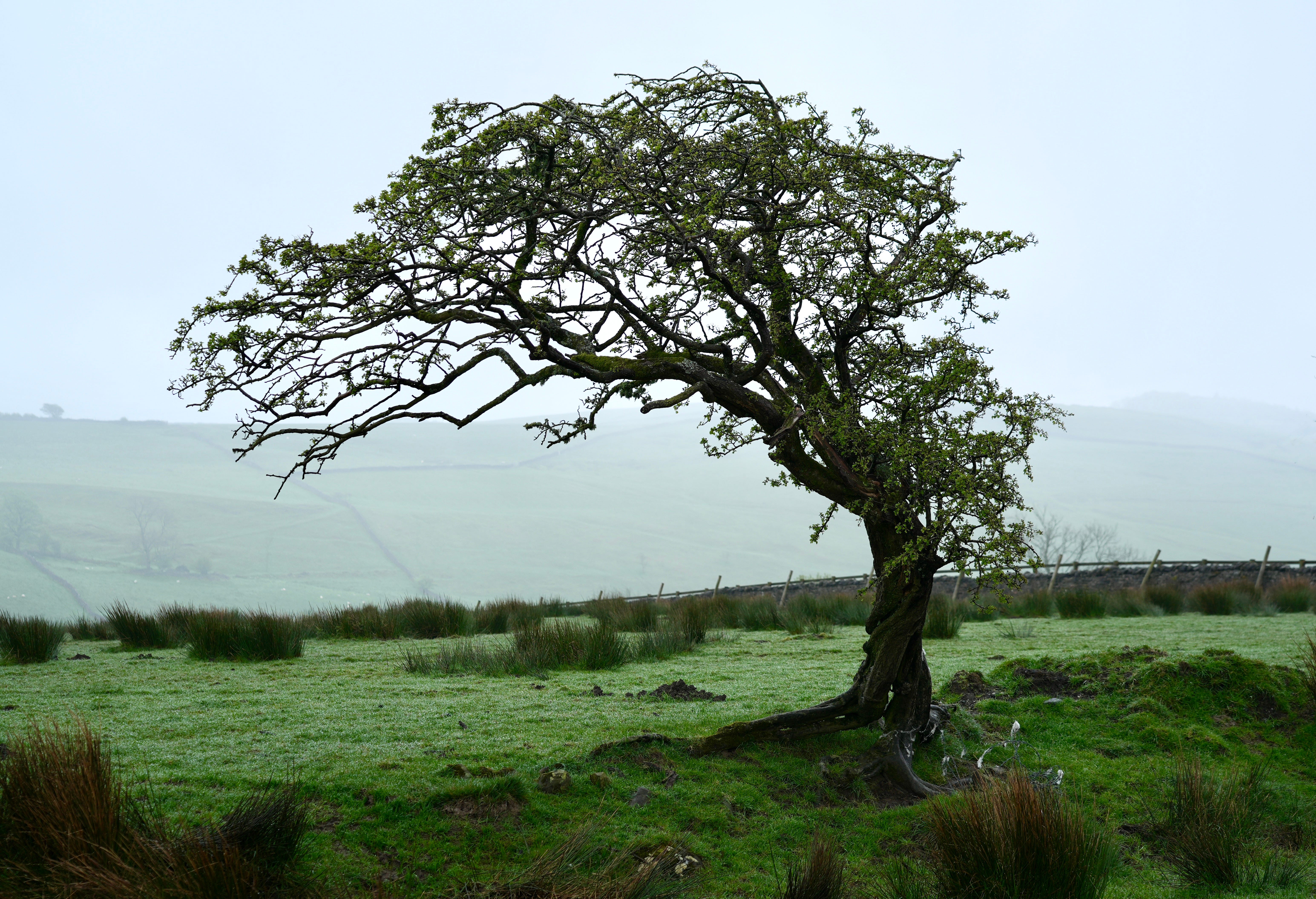 Hawthorn Tree No Berries