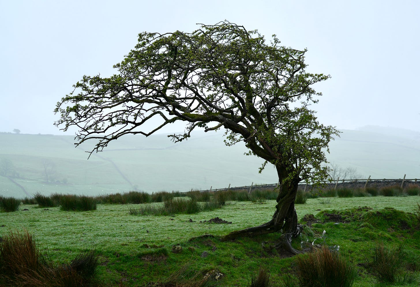 Hawthorn tree (Crataegus monogyna)