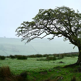 Crataegus monogyna | hawthorn