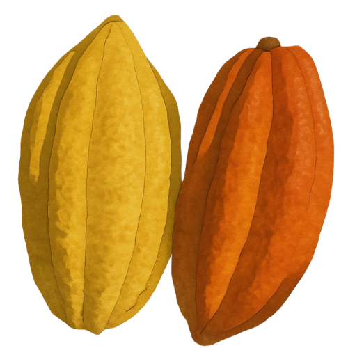 one one cocoa