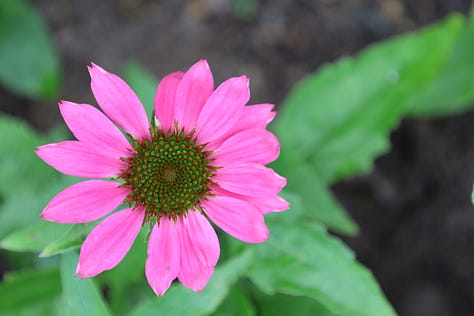 various flowering plants