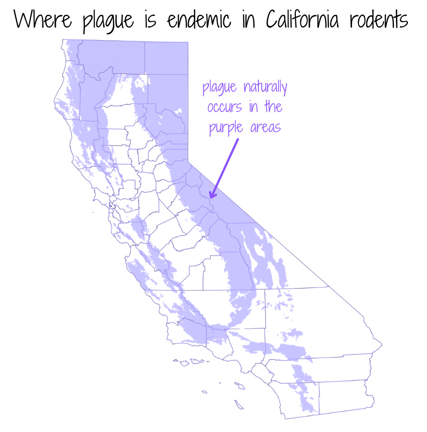 Covid, flu, West Nile virus and plague